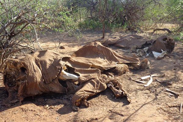 20% of All African Elephants Killed in 3 Years