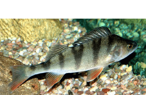 Anti-Anxiety Drug Reduces Mortality of Fish According to Swedish Study