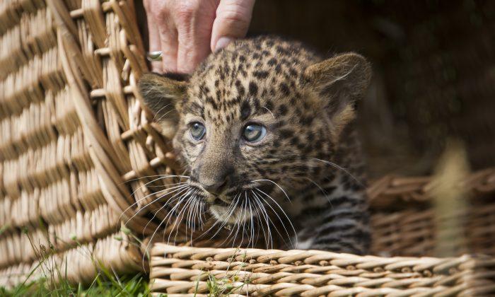 Leopard Briefly Escapes at Utah Zoo