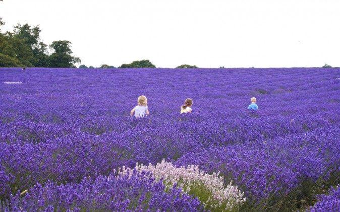 9 Great Uses for Lavender