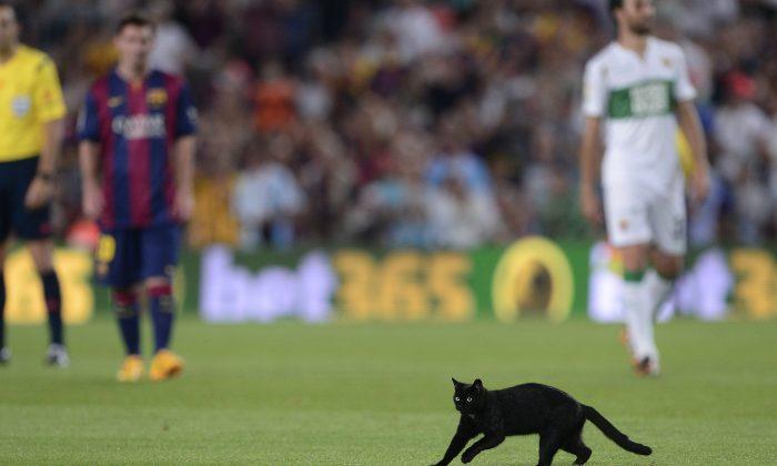 Black Cat at Camp Nou, Barcelona Video Today: Watch Javier Mascherano Chase Cat Away; Argentina Midfielder Gets Sent Off Later (+Photos)