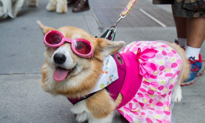 National Dog Day Turns Into Party on Park Avenue (+Photos)