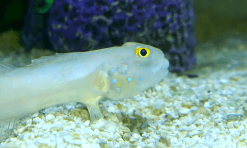 Sand Sifting Goby Shows Off His Food Filter (Video)