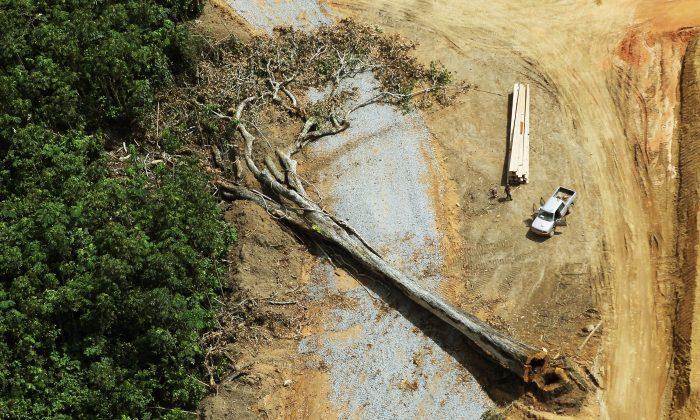 World’s Oldest Tree Cut Down in Amazon Accidentally by Loggers? Nope.