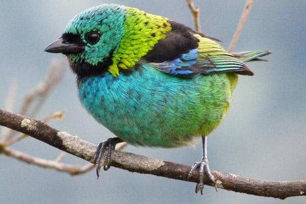 Saving Brazil’s Atlantic Forest?--Quite Affordable