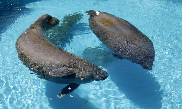 Florida Has a Record 6,200 Manatees in Latest Count