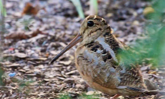 A Wild Time in NYC: Migratory Birds Drawn to City’s Green Spots