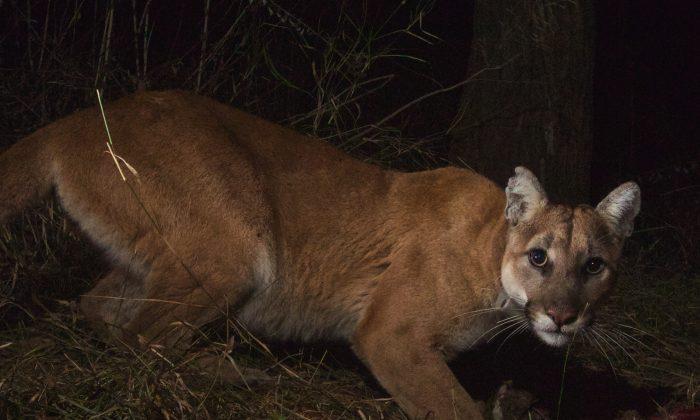 Caltrans Requests $2.5 Million in Funding for Mountain Lion Overpass