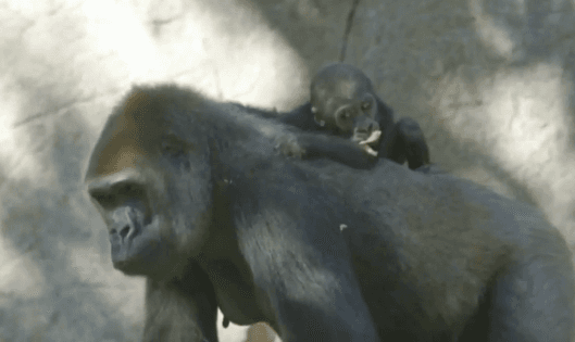 Cute Baby Gorilla Still Sticks by Mum (Video)