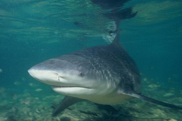 Bull Shark Caught in Australian Backyard Waters, Warning Issued