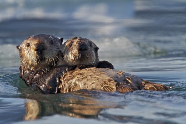 Sea Otter Awareness Week 2014