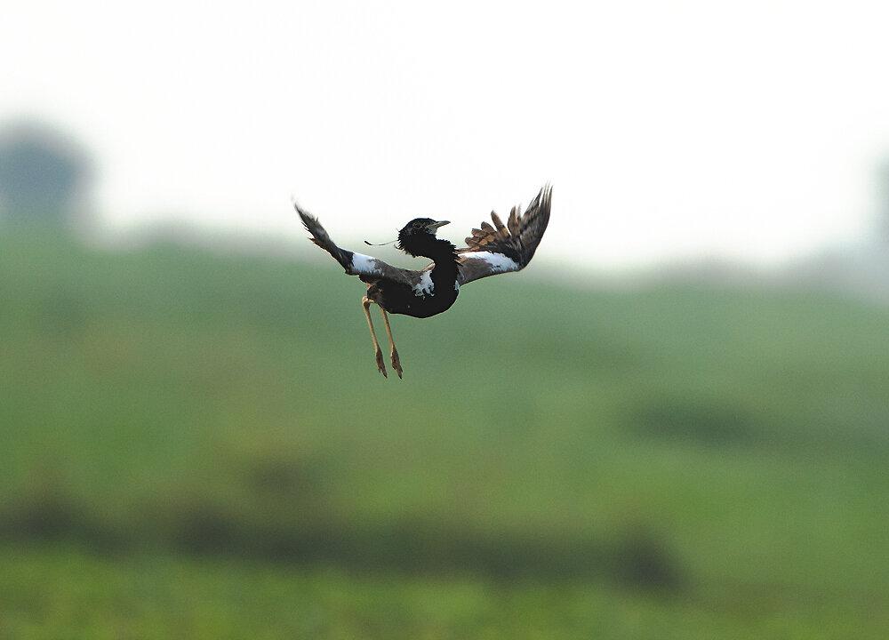 Endangered Bird Sighted in Dadri Wetlands