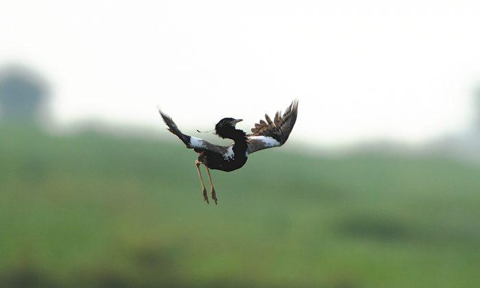  Endangered Bird Sighted in Dadri Wetlands