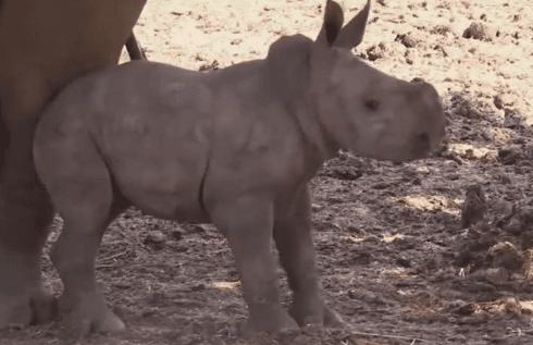 Rare Female White Rhino Born in Israel (Video)