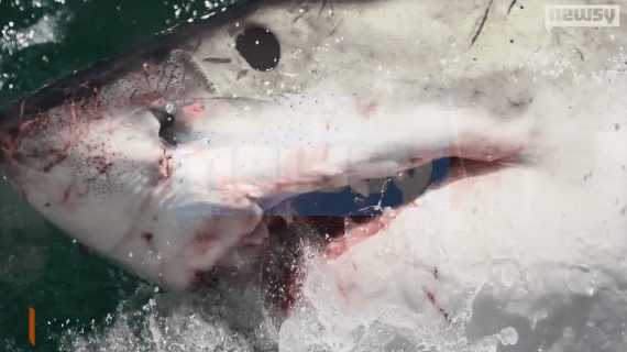 Great White Shark Attacks Two Off Coast of Massachusetts (Video)