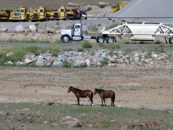 Mustangs graze at the Tahoe Reno Industrial Center, 15 miles east of Sparks, Nev., in September 2014, where Tesla Motors planned to invest $3.6 billion to produce lithium batteries for electric vehicles. (Scott Sonner/AP Photo)