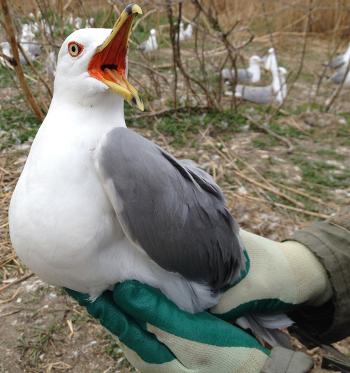 Toxic Gulls: Quebec’s Contaminated Bird Colony Offers Clues About Flame Retardants