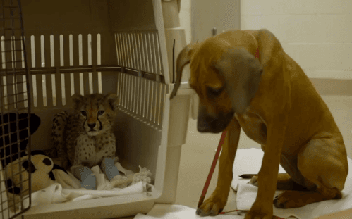 Puppy Helps Cheetah Cub Recover from Surgery (Video)
