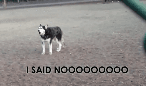 Howling Husky Doesn’t Want to Go Home (Video)