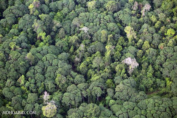 Indonesia to Verify Forest Ownership Issues