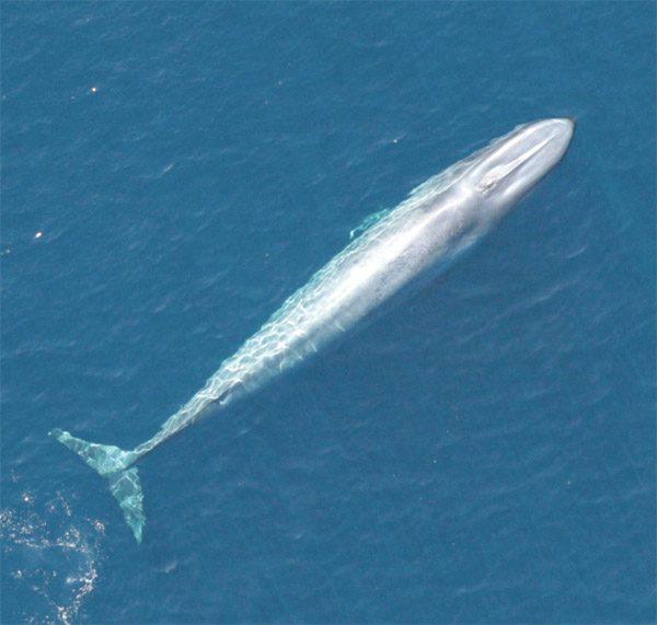 California or North Pacific Blue Whales can exceed 100 feet (30m) long and weigh 190 tons. Photo courtesy of Gilpatrick/Lynn/NOAA