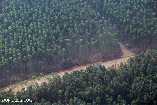 Asian Pulp Demand Met Without More Forest Clearing