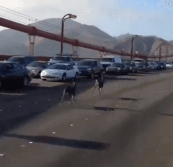 Deer Take a Walk on the Golden Gate Bridge (Video)