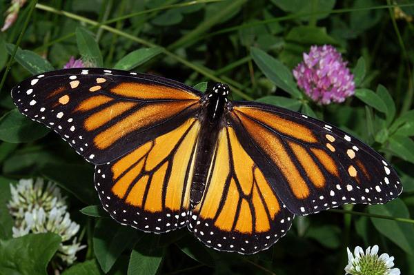 Monarch Butterfly Considered for Endangered Status