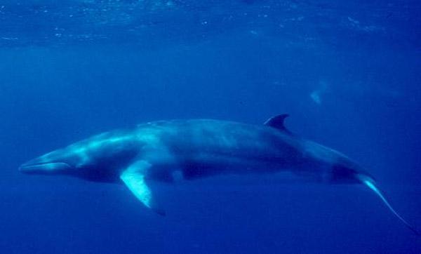 Norway Slaughters Over 700 Whales This Season