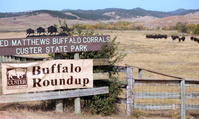 The Wild West Comes Alive at South Dakota’s Annual Buffalo Roundup