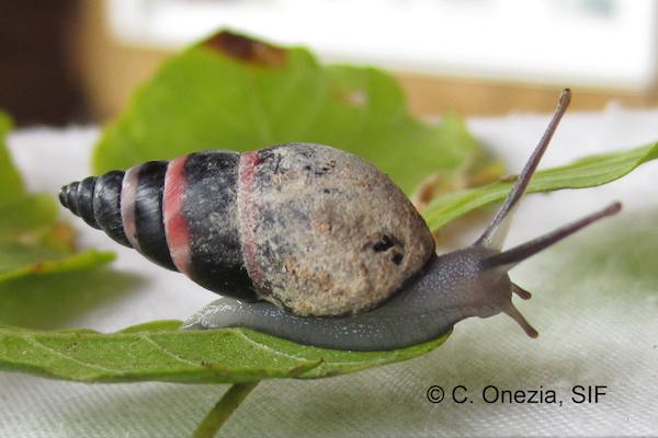 Extinct Snail Found on Island in Indian Ocean 