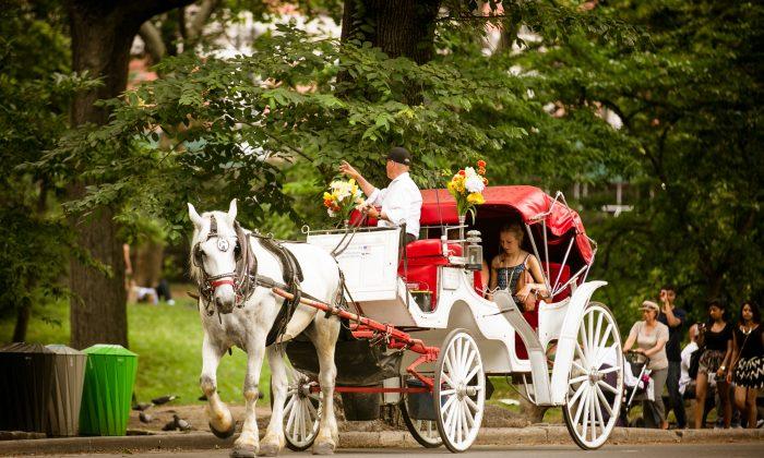 Horse-Carriage Ban May Halt in City Council