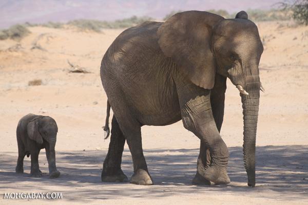 Zambia Ends Trophy Hunting Ban, Elephants Fair Game 