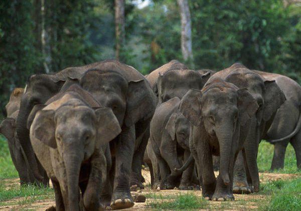 Pygmy Elephants Lose Forest to Palm Oil Plantations