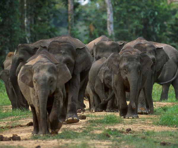Pygmy Elephants Lose Forest to Palm Oil Plantations