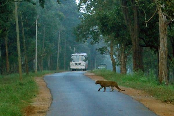 Meet the Newest Enemy to India’s Wildlife