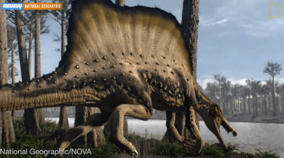 Spinosaurus Could Be First Semi-Aquatic Dinosaur (Video)