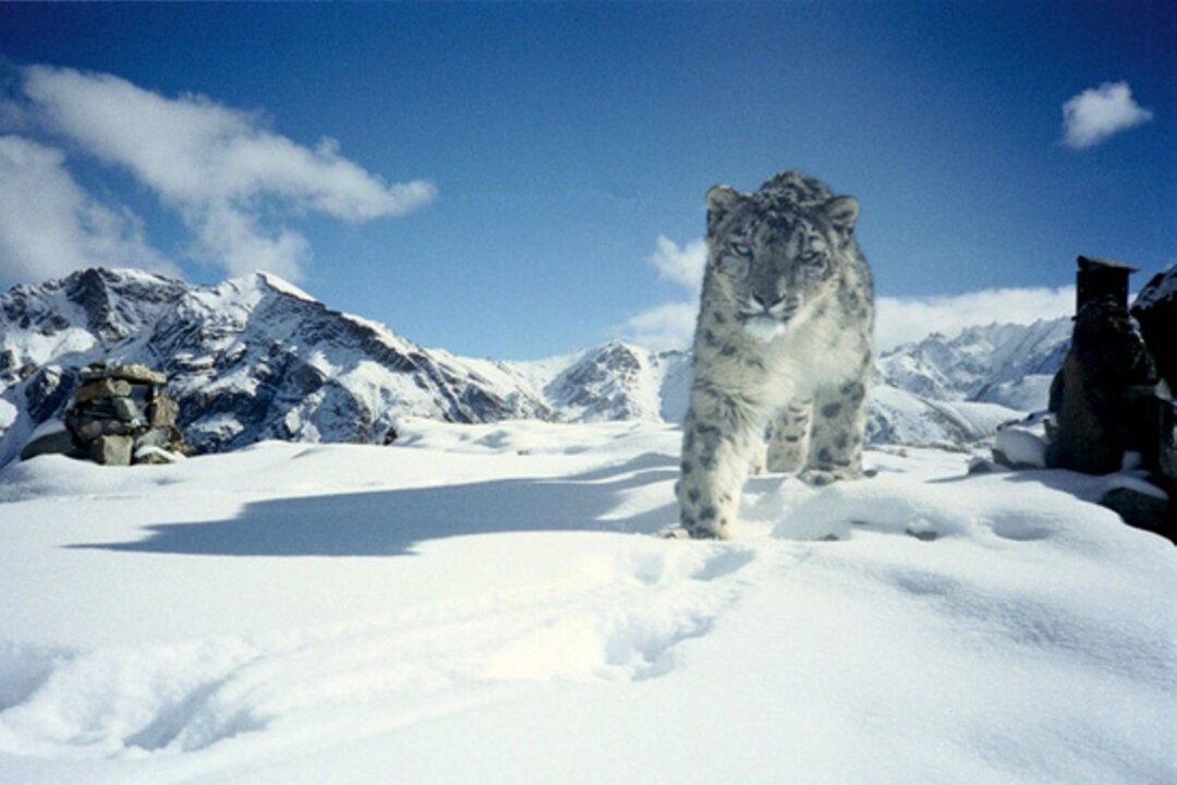 India Plans to Save Endangered Snow Leopard