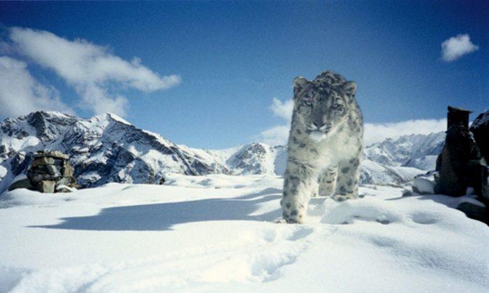 India Plans to Save Endangered Snow Leopard