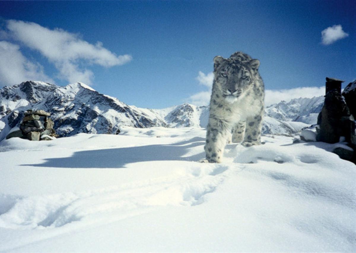 India Plans to Save Endangered Snow Leopard