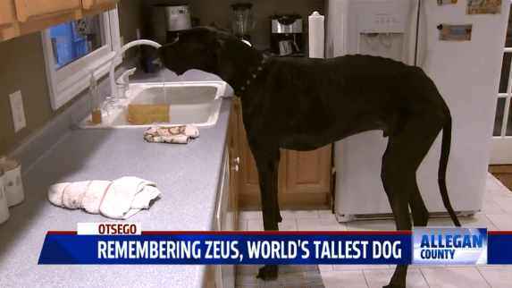 World’s Tallest Dog Dies At Age 5 (Video)