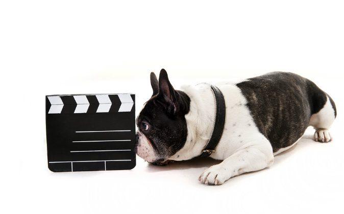 How the Films You’ve Seen Influence Your Choice of Dog