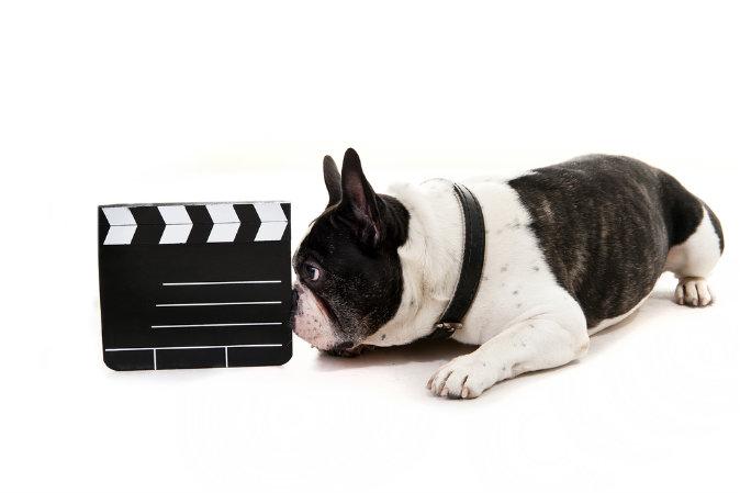 How the Films You’ve Seen Influence Your Choice of Dog