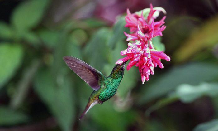Most Birds Can’t Taste Sugar – Here’s Why the Hummingbird Can