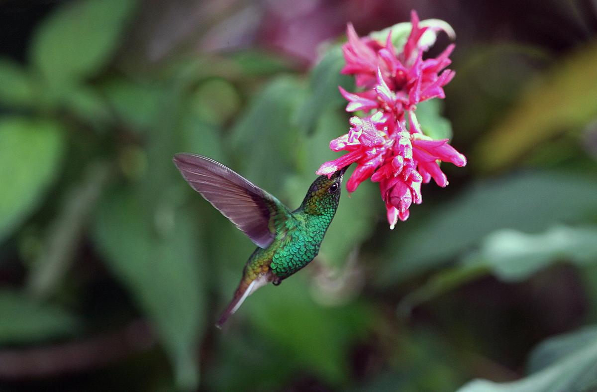 Most Birds Can’t Taste Sugar – Here’s Why the Hummingbird Can