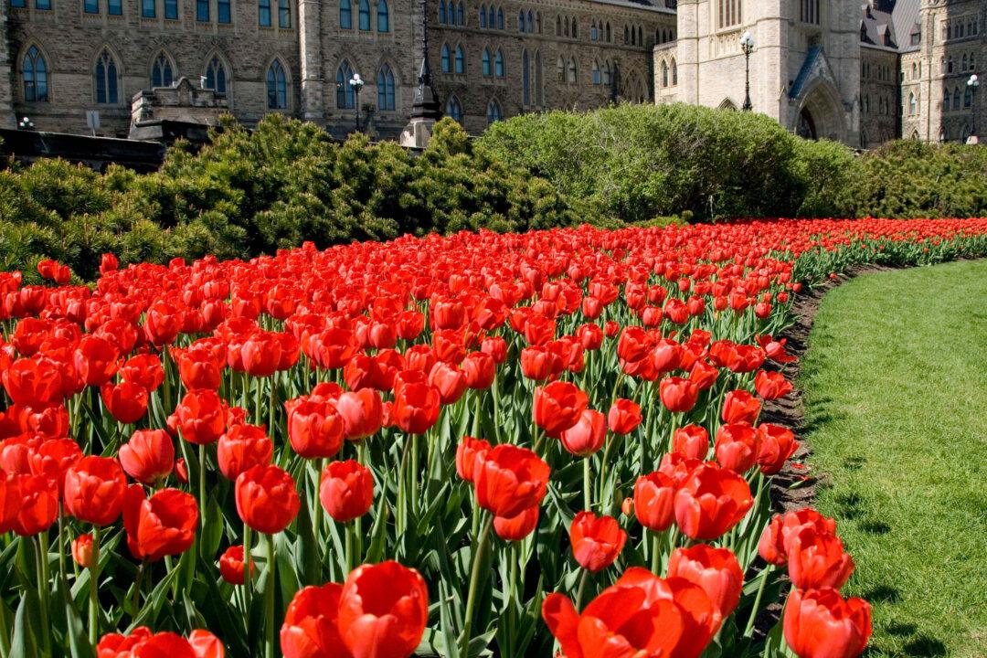Tulip Season: Here Are 5 Ontario Farms Offering U-Pick Flowers