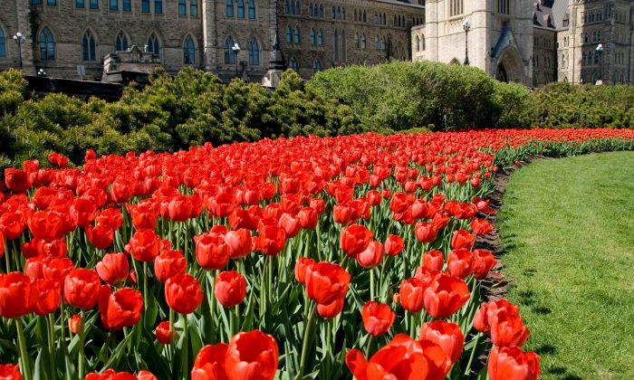 Tulip Season: Here Are 5 Ontario Farms Offering U-Pick Flowers