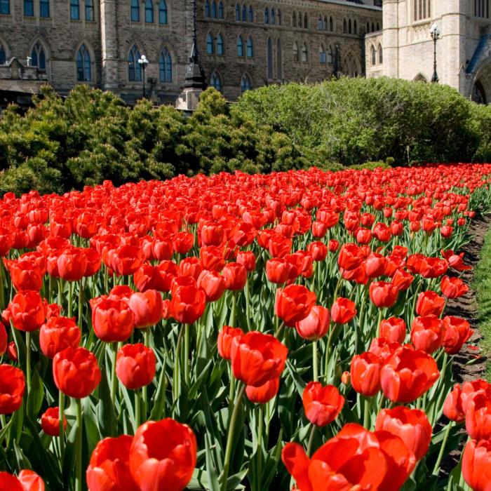 5 Ontario Tulip Farms That Offer U-Pick Options During Tulip Season