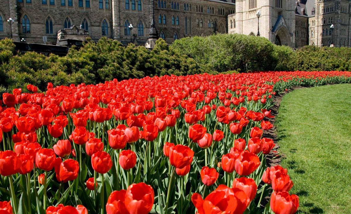 Tulip Season: Here Are 5 Ontario Farms Offering U-Pick Flowers