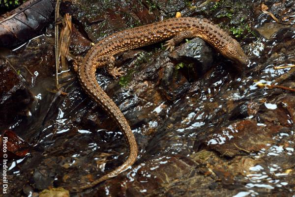 Bizarre Lizard Newest Victim of Reptile Pet Trade
